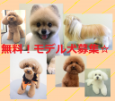無料！日系トリミングスクールのモデル犬募集に関する画像です。