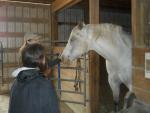 癒しの馬体験　日本語通訳ボランティアが行く日に関する画像です。