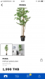 IKEA Fajka tree and potに関する画像です。