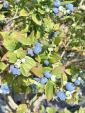 Blueberry Picker Wants in Coffs Harbourに関する画像です。