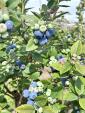 Blueberry Picker Wants in Coffs Harbourに関する画像です。