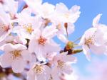 4月3日 観桜会 - お花見 + ピクニックに関する画像です。