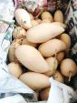 ナムドクマイ、今年初収穫です!!に関する画像です。