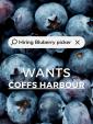 Blueberry Picker Wants in Coffs Harbour