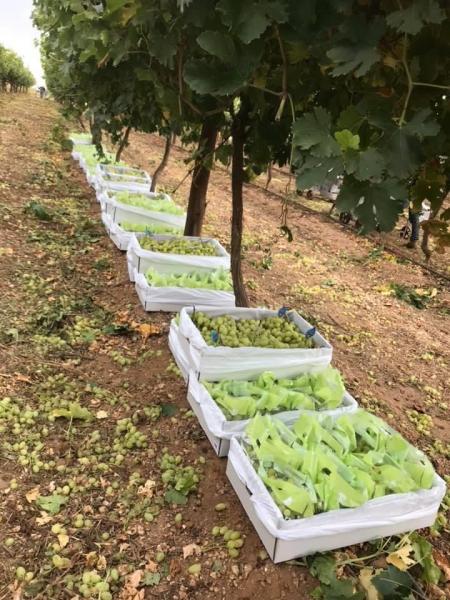 【オーストラリア・求人】Grape Picker (allowance $150/Week) Robinvale ...