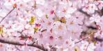 4月3日 観桜会 - お花見 + ピクニックに関する画像です。