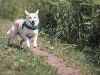 犬の鳴き声はイタリア語で何という？イタリア語の擬音語・...