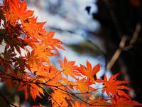 ボストニアン流に紅葉を楽しもう！ボストンのお勧め紅葉ス...