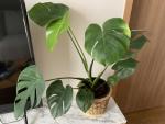 観葉植物、サボテン