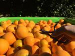 Grape・Almond・Orange Farmワーカーさん募集中!に関する画像です。