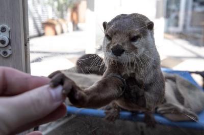 カナダ 仲間募集 かわいい動物に誘発されてのカワウソの密輸 友達作り 出会いならカナダ掲示板