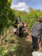 2019 収穫体験ツアー 10月5日 (土）ワイン用のブドウを収穫しましょう！に関する画像です。
