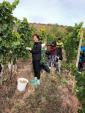 2019 収穫体験ツアー 10月5日 (土）ワイン用のブドウを収穫しましょう！に関する画像です。